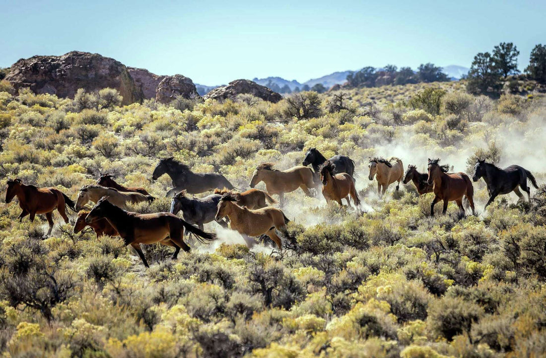 What Is a Horse or Cattle Drive?