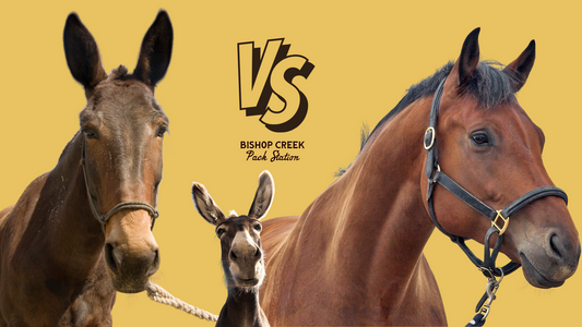 What is the Difference Between a Mule, Donkey and a Horse